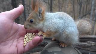 Белки. Небольшая зарисовка / Squirrels. A small sketch