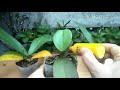 HOW TO OVERCOME ROOT LEAVES ON PHALAENOPSIS ORCHIDS