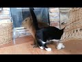 capybara and cats