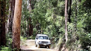 Mount Jerusalem National Park | Rowlands Creek | Summer in The Australian Bush