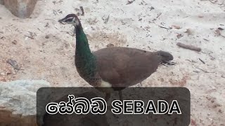 SEBADA (සෙබඩ)  ශ්‍රී ලංකා