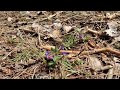 pulmonaria officinalis l.