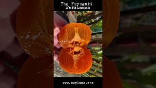 The Fuyugaki Persimmon  #fruit #fun #shortsviral #shorts