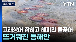 고래상어 잡히고 해파리 들끓어...뜨거워진 동해안 / YTN