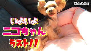 ニコちゃん交配しました！最後のお産になります！【ヨークシャーテリア専門犬舎チャオカーネ】