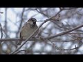 For the birds: migration and other patterns that teach us about our changing environment