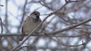 For the birds: migration and other patterns that teach us about our changing environment