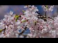 【4k】満開の枝垂れ桜①（新宿御苑、小石川後楽園）2023