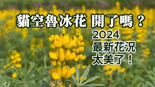 貓空魯冰花/2024最新花況，太美了/季節限定/帶你身歷其境/找到最美的取景角度（SUB ENG ＆ JP )