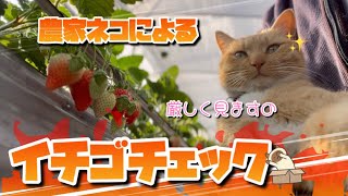 【2/9】金曜日の農家ネコたち🐈‍⬛🐈【農園生活ダイジェスト】