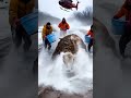 bee attack on a bull rescued by rescue team bull humanity rescueanimals ai