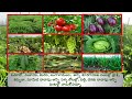 syngenta quantis క్వాన్టిస్ plant growth promoter in telugu