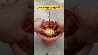 Growing Propose Rose🌹🌹From Cutting 😀 #rose #rosepropagation #cuttingpropagation