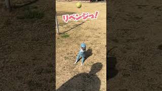 ボールキャッチするよ。【イタグレ ことぶき】ball catch.  #shorts