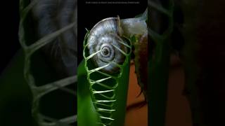 গাছ যখন মাংসাশী হয়ে যায় । Carnivorous plants eat everything । #viralvideo #shorts