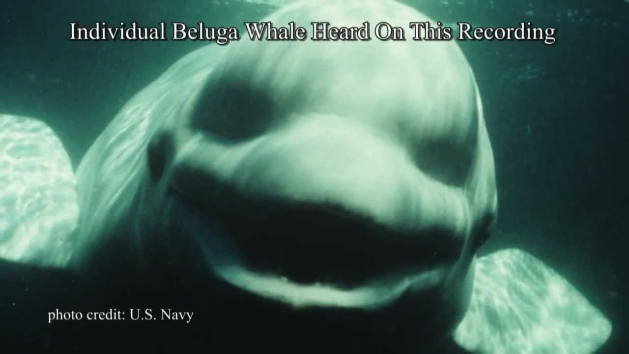 White Whale Speaks Human Youtube
