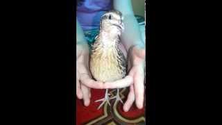 Male Coturnix Quail Call