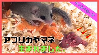 【アフリカヤマネ】4匹の赤ちゃんが生まれました。