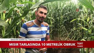 Mısır Tarlasında 10 Metrelik Obruk Oluştu