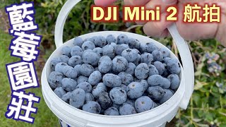 航拍採摘藍莓🫐 Wilmot Orchards｜多倫多夏季第二彈 DJI Mini 2