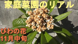 家庭菜園のリアル びわの花 11月中旬