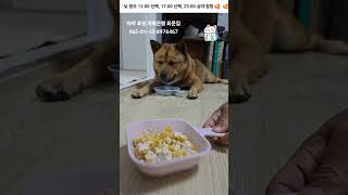 20241229 산책 후 먹는 간식 a snack after a walk - 따야 Ddaya