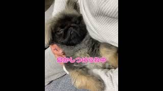 【マッサージしてたら気持ち良さそうに寝落ちしました】#shorts #tiktok #dog #犬 #ペット #ペキニーズ