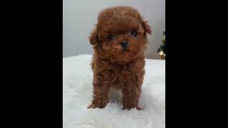 cute puppy 479