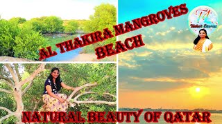 Al Thakira Mangroves Beach Qatar | Mangrove Forest | Explore Qatar | Trisha's Dreams