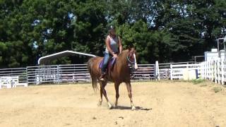 Reveille Passenger Lesson Trot-Canter