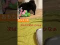 ボール遊びが大好き❤ ぽめらにあん shorts 犬 黒ポメ かわいい かわいい子