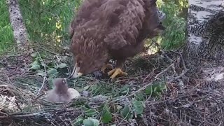 Suur-konnakotka~Tiiu is feeding her eaglet for the first time~7:20 am 2023/06/07