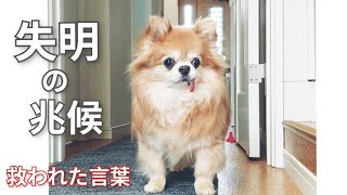 脳腫瘍が視神経を圧迫して失明しました#チワワ#盲目犬#脳腫瘍