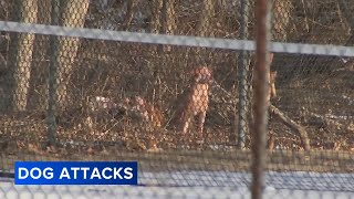 Dog attacks in Fairmount Park leave 2 people injured