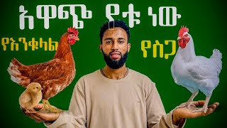 ከእንቁላል እና ከስጋ ዶሮ የትኛው ውጤታማ ያደርጋል |layer vs broiler |