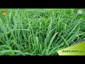 the top forage crops fodder crops forage crops ಮೇವಿನ ಬೆಳೆಗಳು ಮತ್ತು ಮೇವಿನ ಪ್ರಾಮುಖ್ಯತೆ