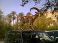 ibex on my bonnet.wmv