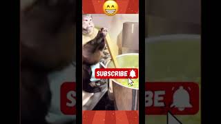 💢💥என்னமாச்ச என்னபன்ற#animals#funny#comedy#viral#treanding#funny videos#animals videos#humor