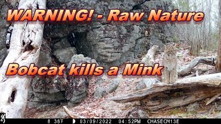 WARNING!!!! Maine Bobcat Kills a Mink ~ Raw Nature