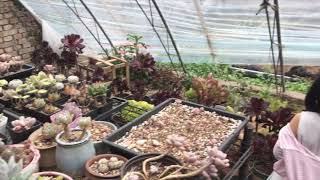 Visiting a Succulent Farm in China