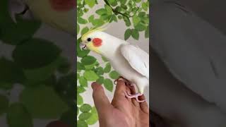 オカメインコのぴっこちゃんがご機嫌に歌います🐥💕