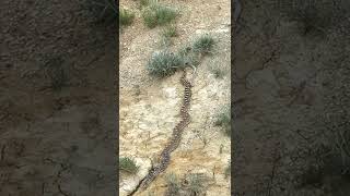 We Almost Stepped on this Huge Snake in the Badlands of North Dakota!