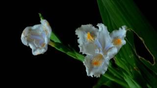 日本鳶尾花開花謝縮時攝影