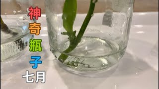 【23118】我的神奇瓶子里的蝴蝶兰苗现状，您的怎么样了？七月发生了什么 【静姐说花】