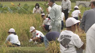 岡山後楽園で小学生が稲刈り体験　収穫したもち米は“おはぎ”に