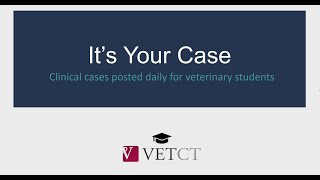 It's Your Case - Day 24 (8 yo FS Yorkie. Acute onset lethargy and single episode of vomiting.)