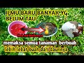 Langsung buktikan!!tidak perlu beli ORGANIK kusus perangsang buah cabe tanaman rimbun pakai ini