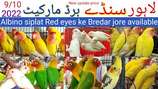 Lahore Sunday birds market Shalimar bagh New update price 9/10/222 //#lahori #albino #shorts #fichar