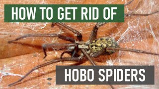 How to Get Rid of Hobo Spiders (4 Easy Steps)