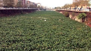 Asi Nehri'nin yüzeyi su sümbülüyle kaplandı